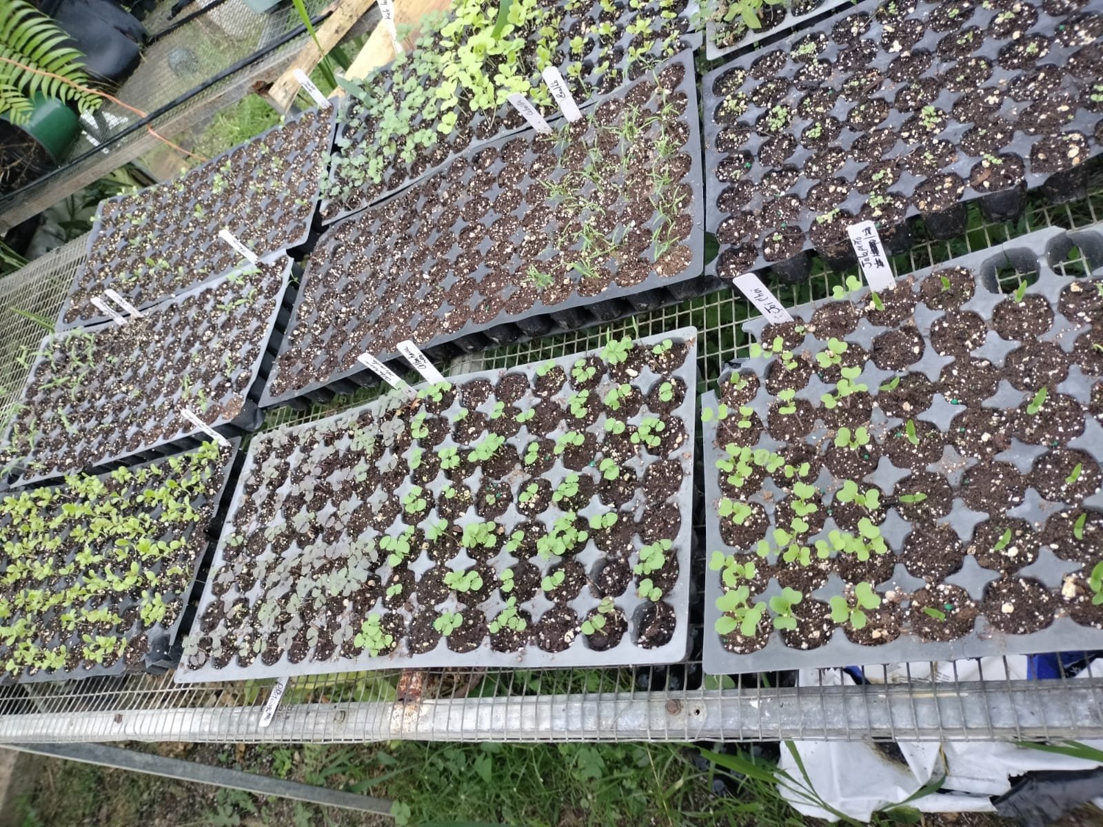 Vivero La Familia