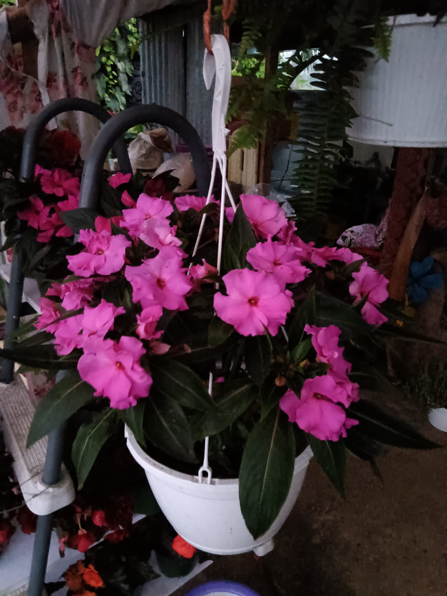 Vivero La Familia(1)