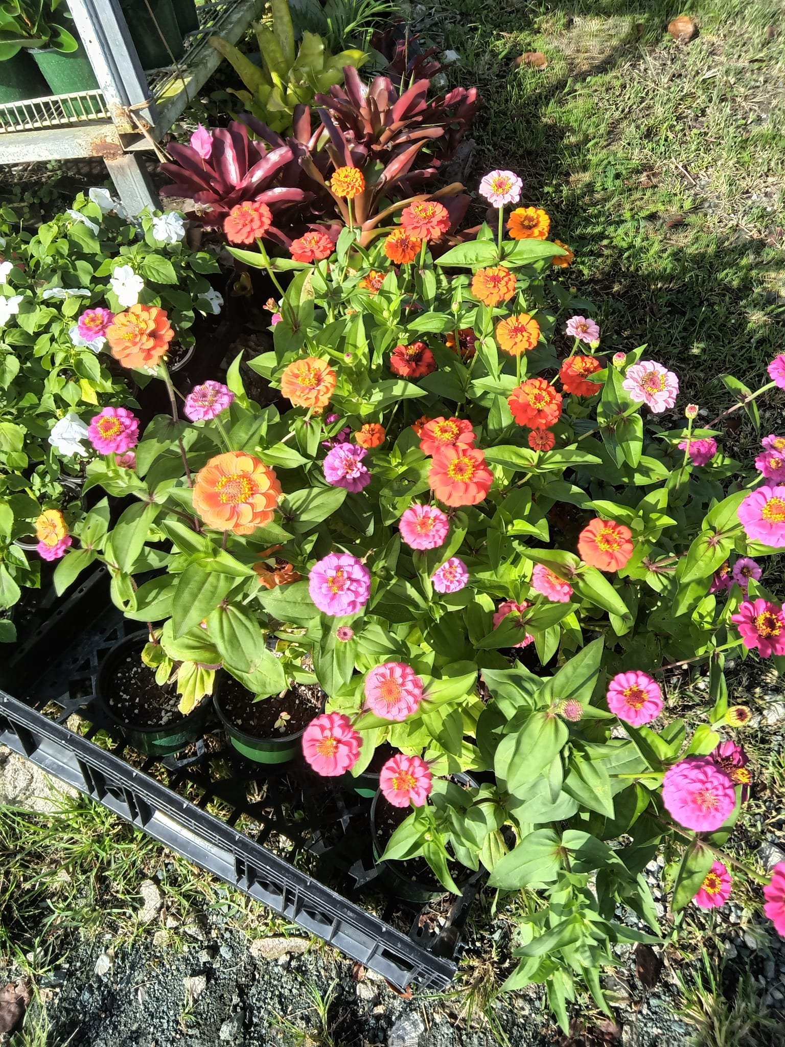 Vivero La Familia(10)