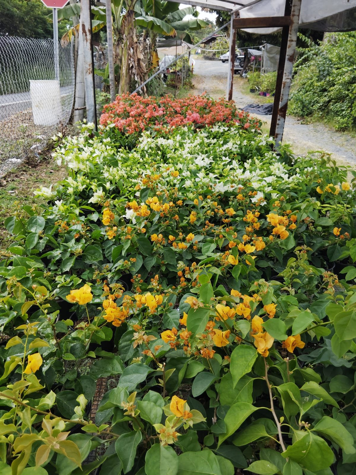 Vivero La Familia(11)