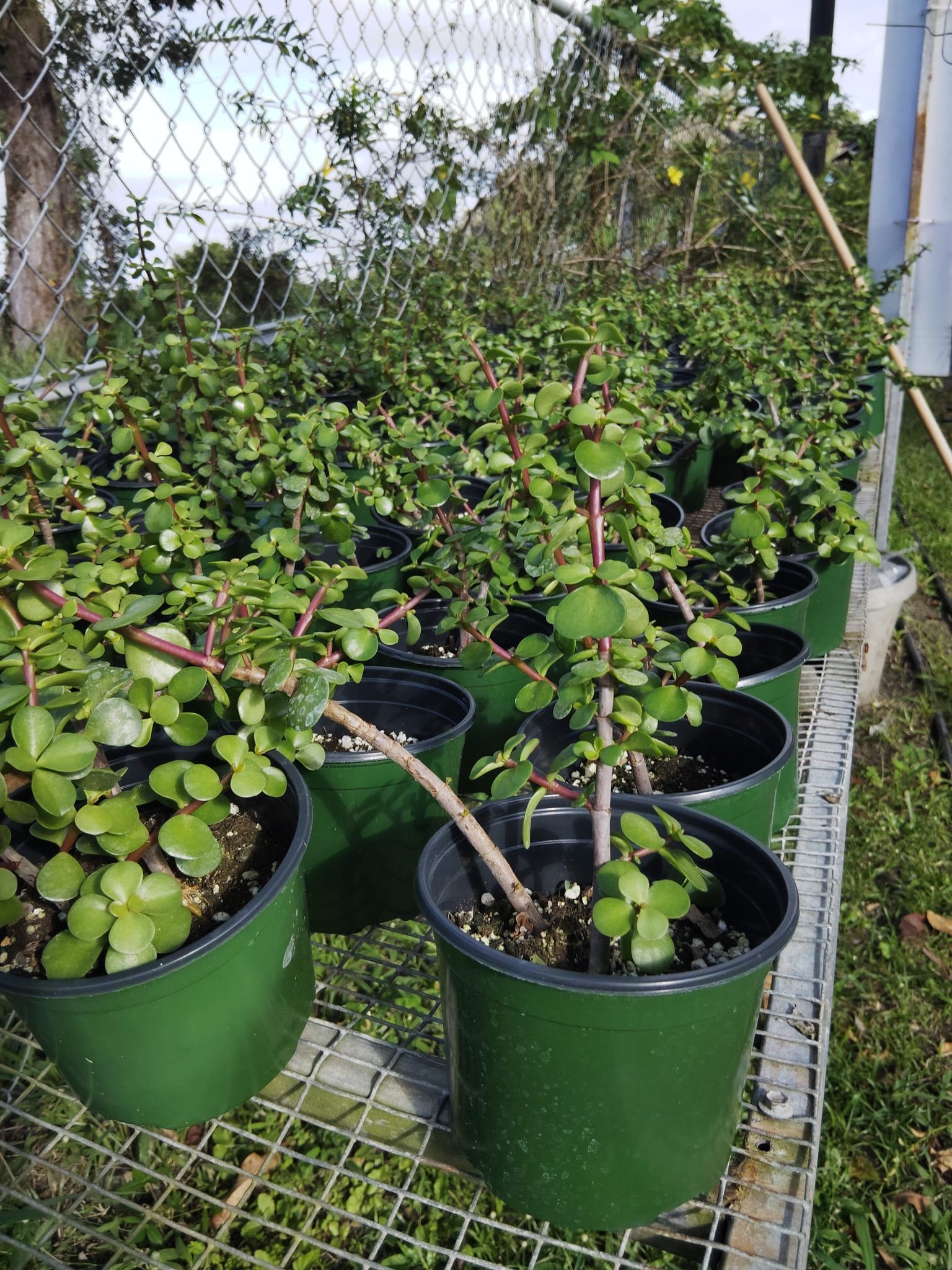 Vivero La Familia(13)