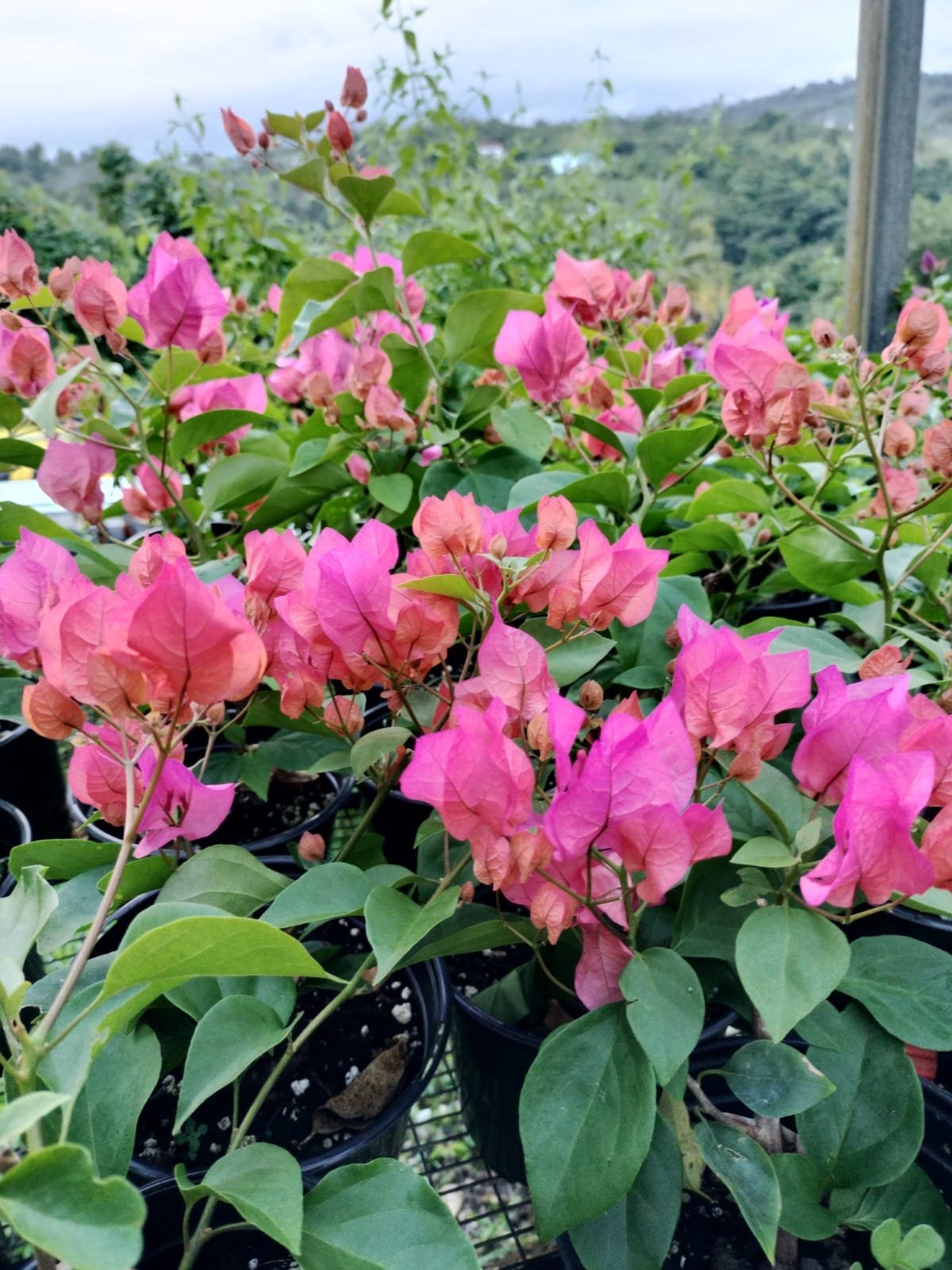 Vivero La Familia(17)