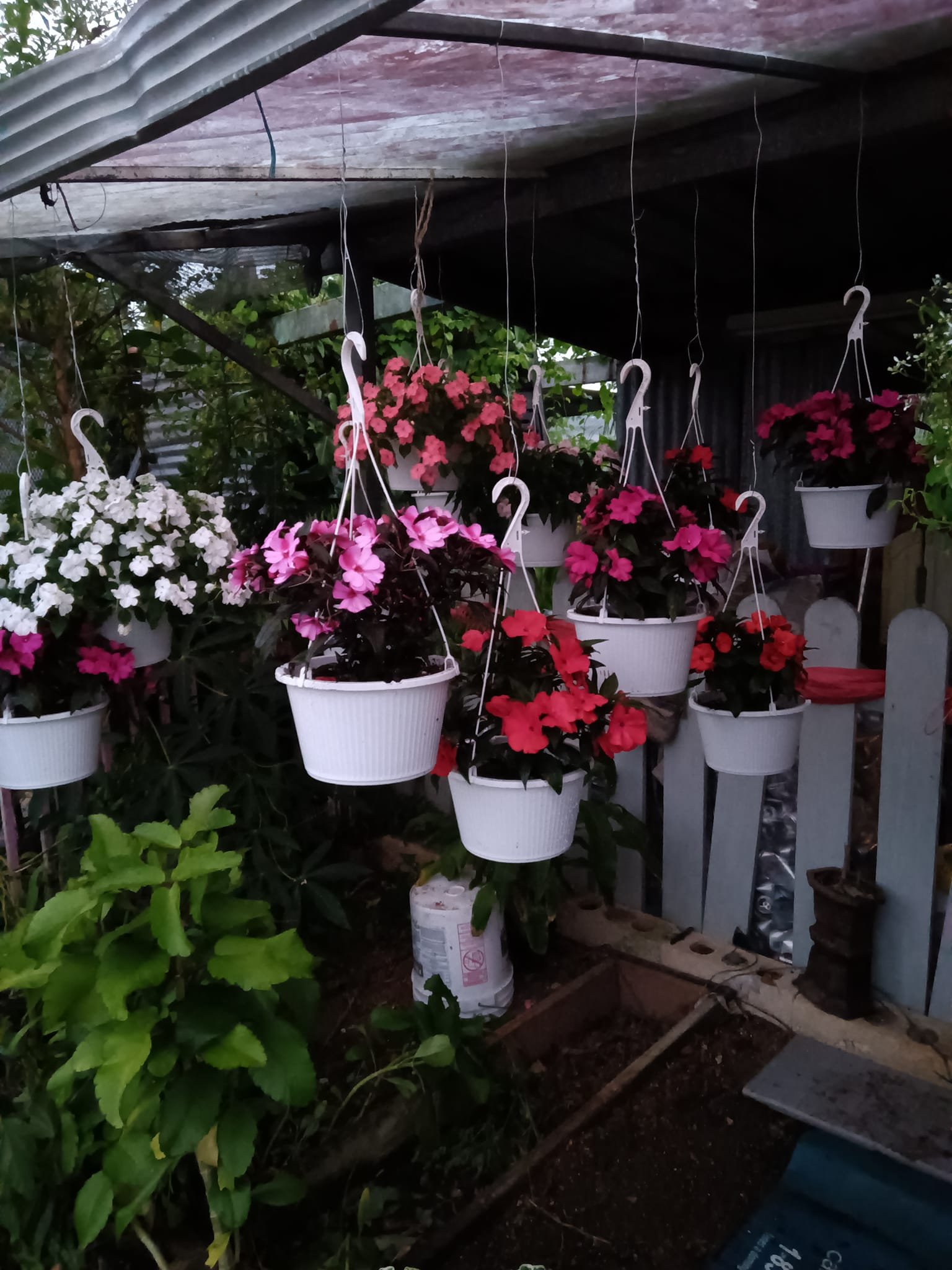 Vivero La Familia(18)