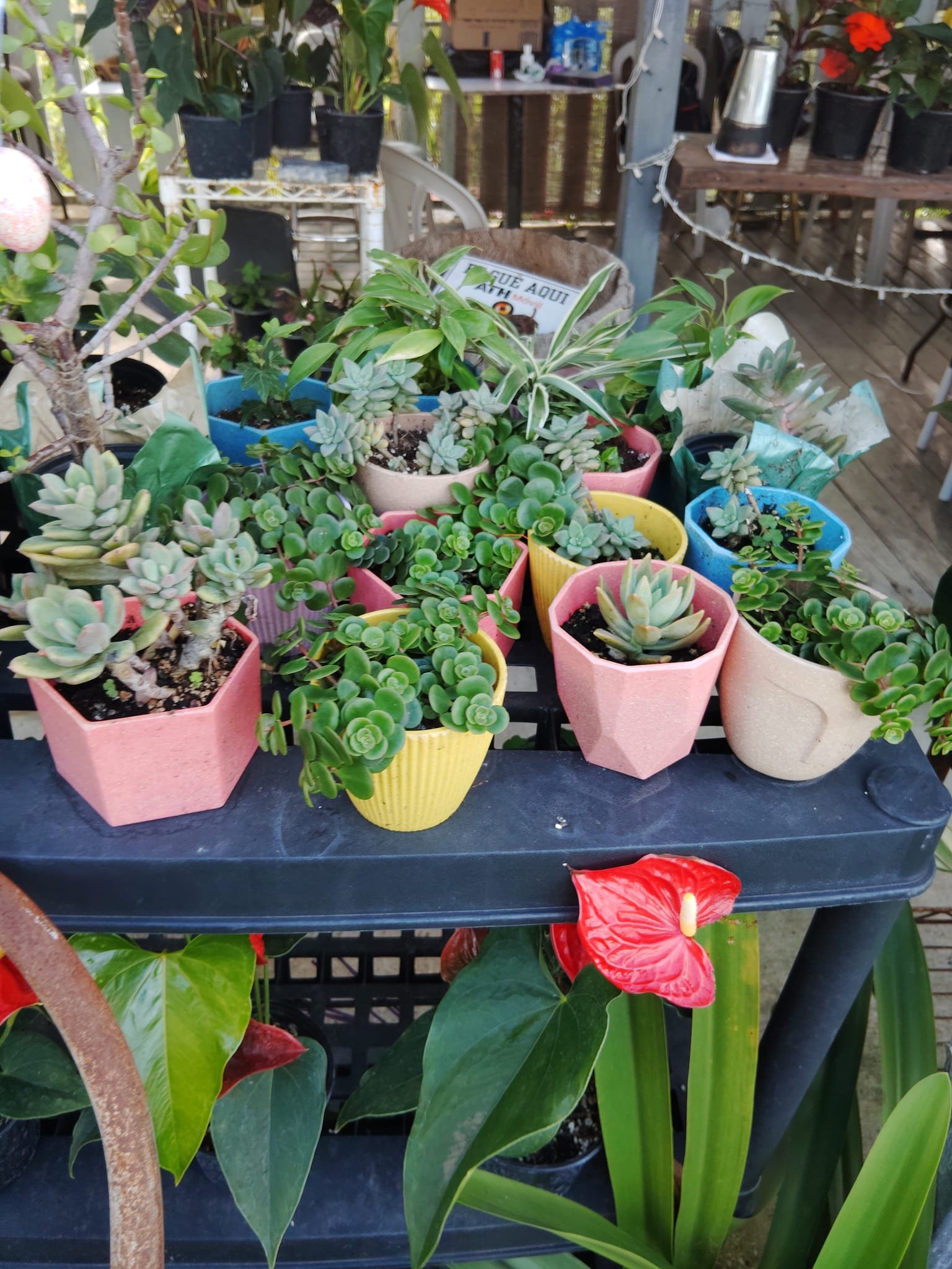 Vivero La Familia(3)
