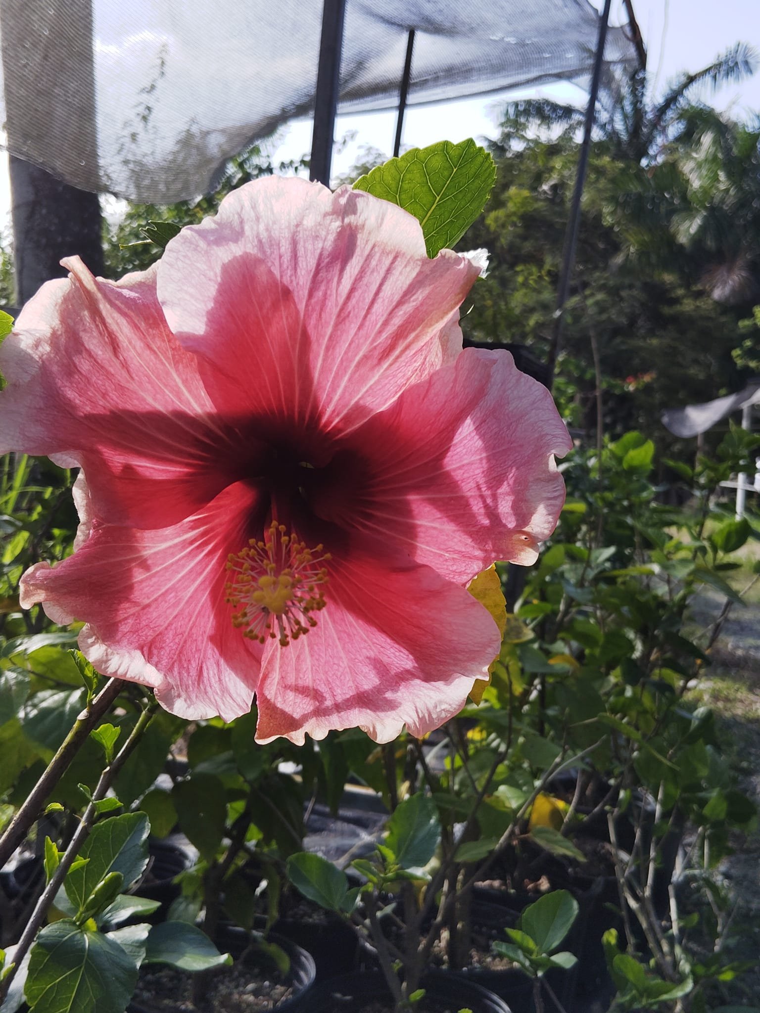 Vivero La Familia(4)