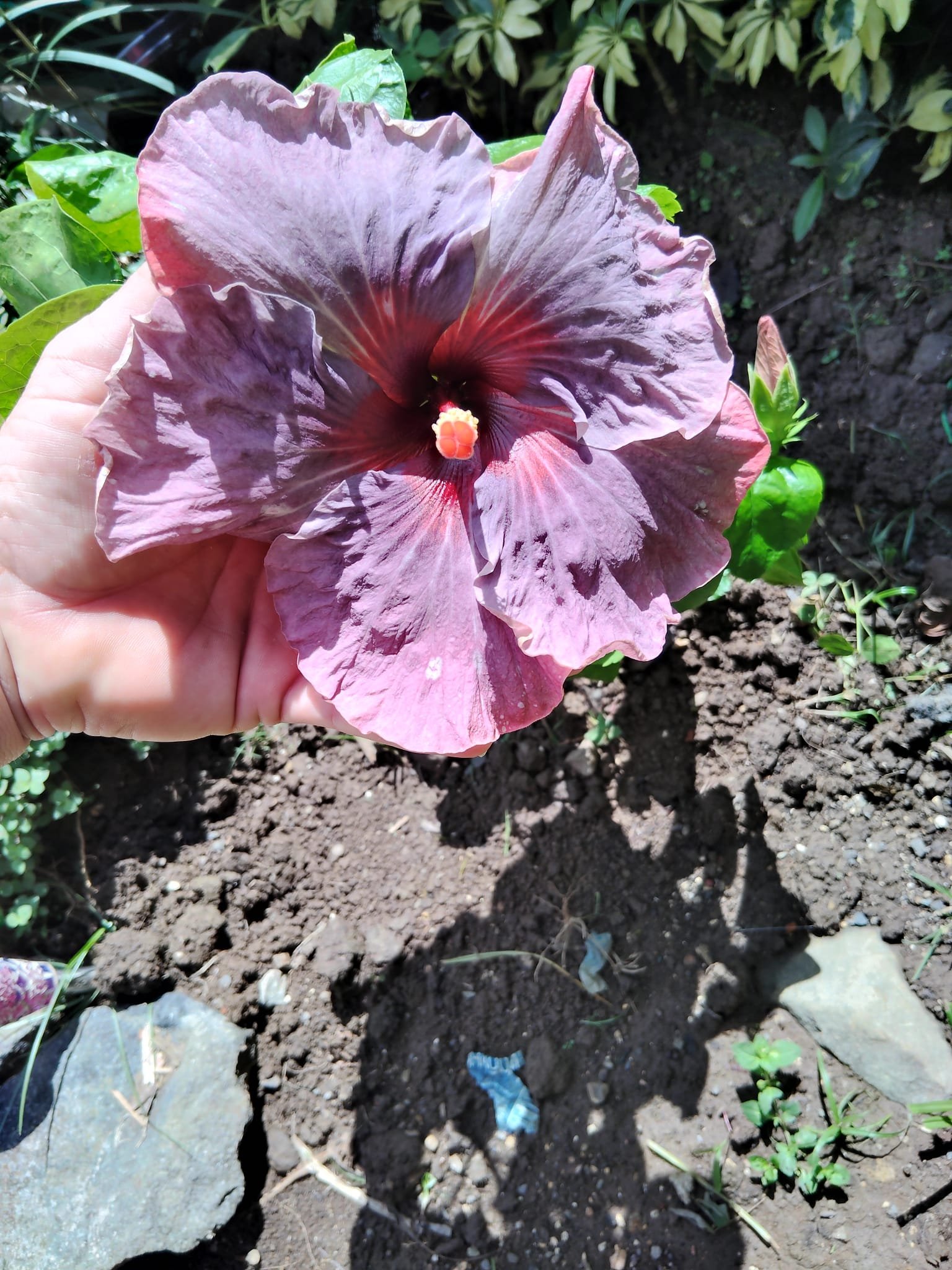 Vivero La Familia(6)