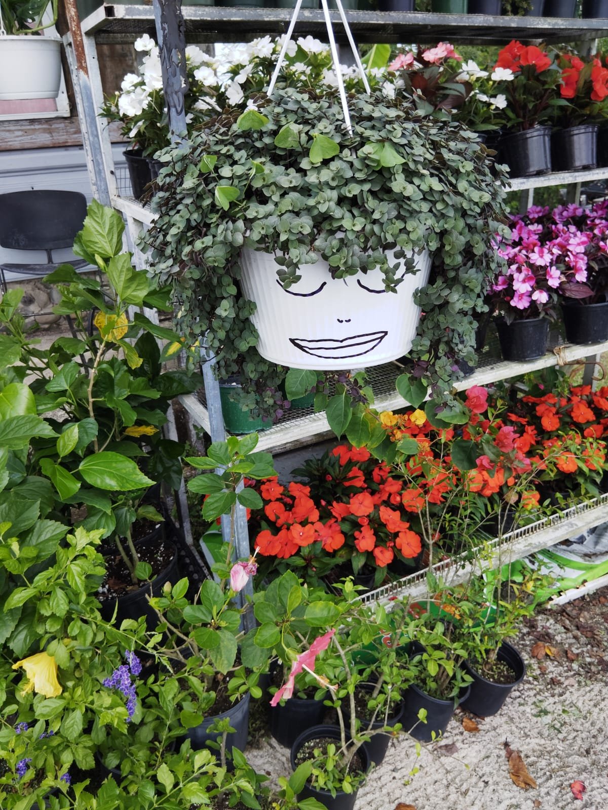 Vivero La Familia(7)