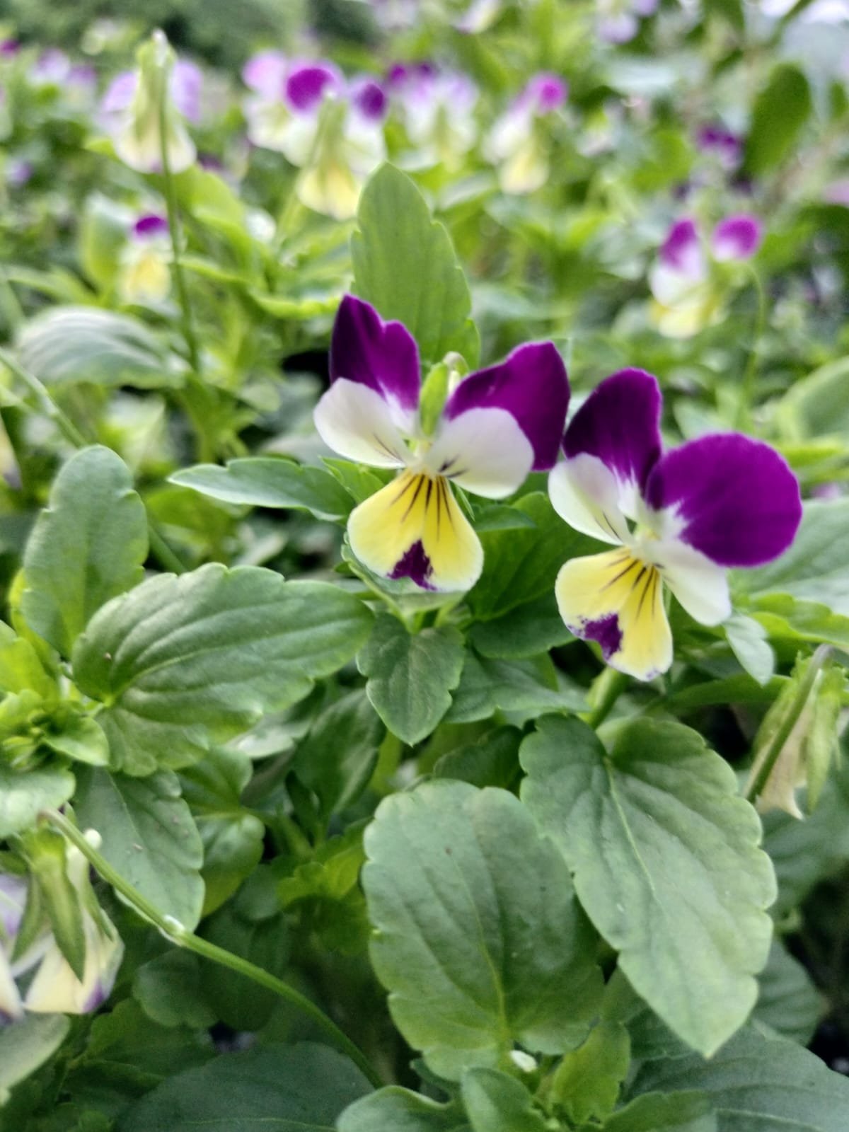 Vivero La Familia(8)