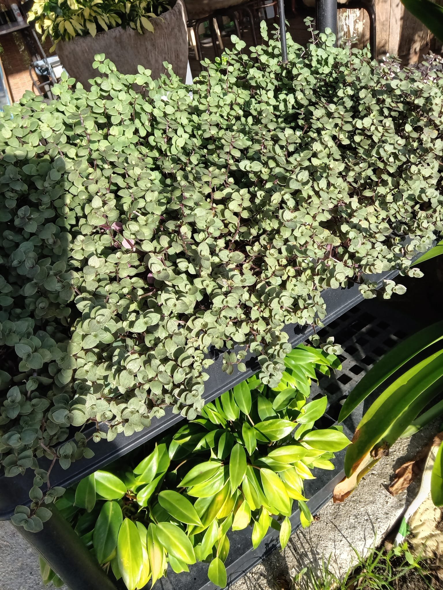 Vivero La Familia(9)