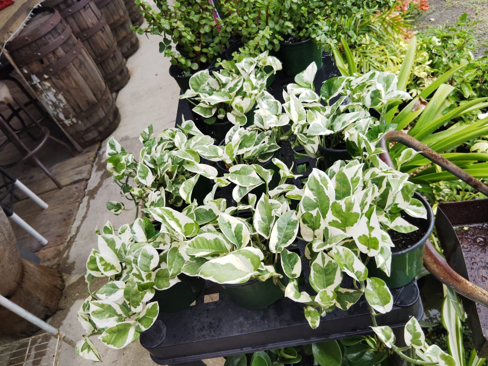 plantas