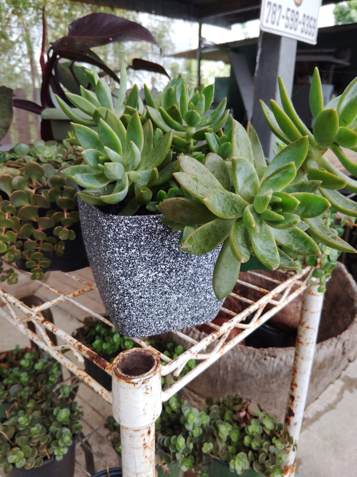 suculenta