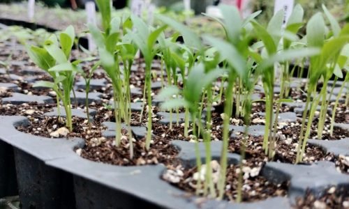 Vivero La Familia(16)
