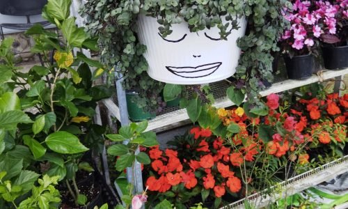 Vivero La Familia(7)