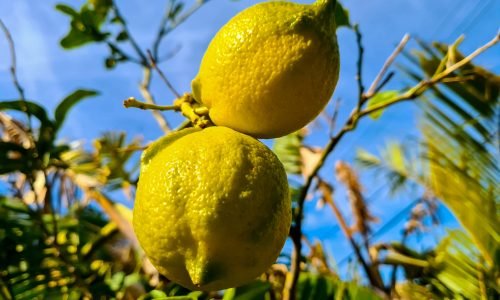 Beautiful,And,Delicious,Sicilian,Lemon,Tree,Still,Green.