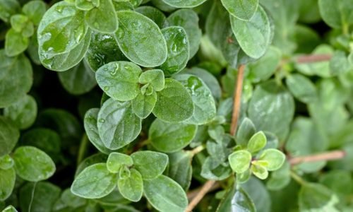 Aromatic,Leaves,Of,Fresh,Oregano,With,Drops,Of,Water,,Its